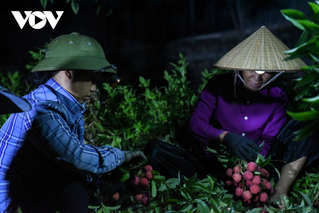 Tất bật cùng người dân Lục Ngạn đi hái vải từ lúc nửa đêm - Hình 2 Tat bat cung nguoi dan Luc Ngan di hai vai tu luc nua dem-Hinh-2