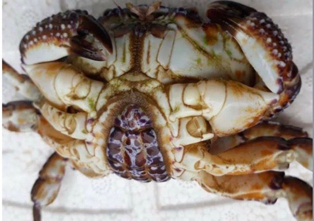 Thanh niên 36 tuổi hôn mê sau 10 phút ăn cua mặt quỷ Thanh nien 36 tuoi hon me sau 10 phut an cua mat quy