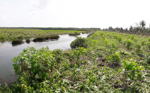Kiểm điểm Giám đốc Công ty Lâm nghiệp U Minh Hạ Kiem diem Giam doc Cong ty Lam nghiep U Minh Ha