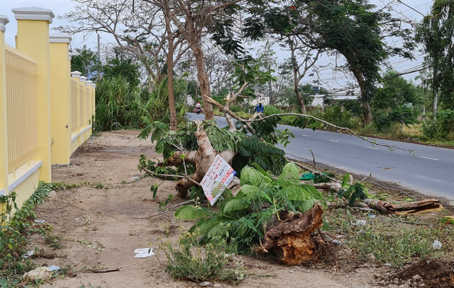 Cây phượng ngã trúng khiến nữ điều dưỡng chết thương tâm Cay phuong nga trung khien nu dieu duong chet thuong tam