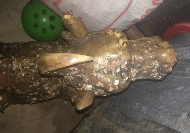 'Quái thú hai đầu' ở Cà Mau không phải là cổ vật - Hình 2 'Quai thu hai dau' o Ca Mau khong phai la co vat-Hinh-2