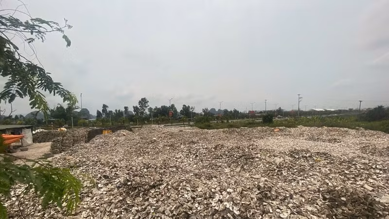 Hơn 324 tấn vỏ hàu đổ trái phép bên ao, chủ cơ sở bị khởi tố