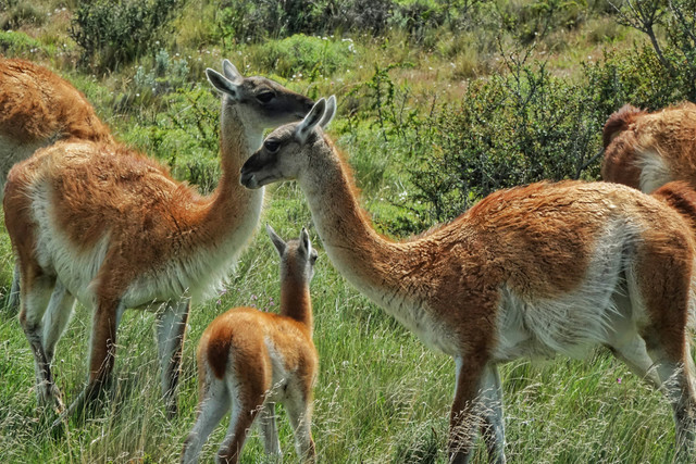 Vườn quốc gia đẹp tựa xứ thần tiên - Hình 14 Vuon quoc gia dep tua xu than tien-Hinh-14