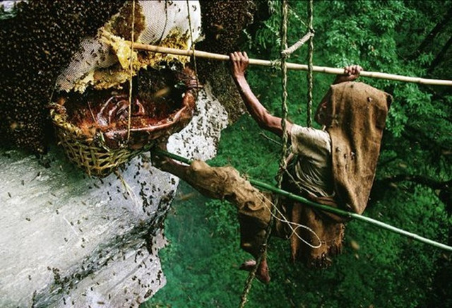 Thót tim với nghề nguy hiểm để kiếm 4 triệu đồng/kg - Hình 27 Thot tim voi nghe nguy hiem de kiem 4 trieu dong/kg-Hinh-27