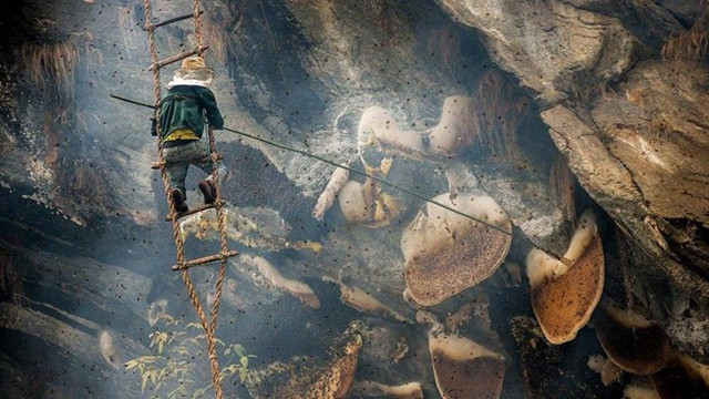 Thót tim với nghề nguy hiểm để kiếm 4 triệu đồng/kg - Hình 34 Thot tim voi nghe nguy hiem de kiem 4 trieu dong/kg-Hinh-34