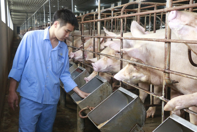 Giá heo hơi hôm nay 25/5: Heo Thái tràn về, giá heo hơi vẫn tiến sát 100.000 đồng/kg Gia heo hoi hom nay 25/5: Heo Thai tran ve, gia heo hoi van tien sat 100.000 dong/kg