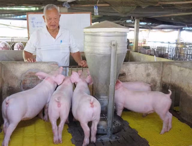 Gia heo hoi hom nay 27/7: Nguoi nuoi ngai tai dan vi nhieu 