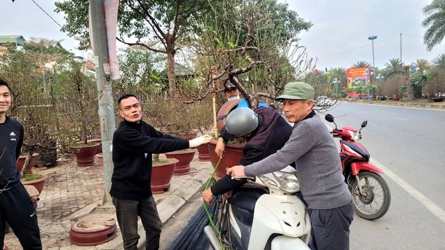 Đào, quất "xả hàng" sớm - Hình 3 Dao, quat