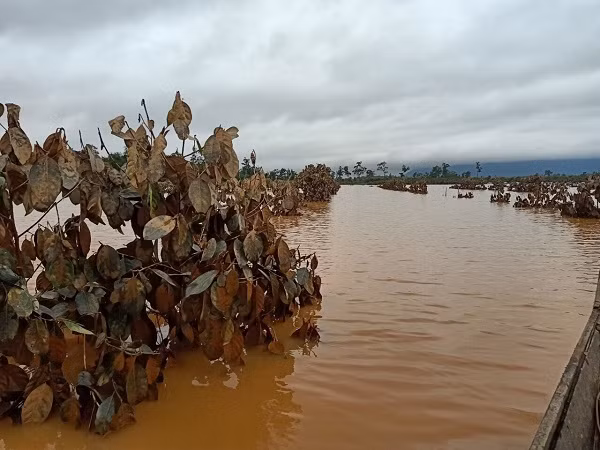 Hien tuong bat thuong, 1.500 ha trai cay cua bau Duc tai Lao bi ngap lut-Hinh-9