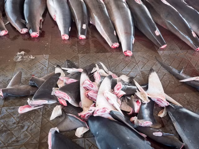 Gioi nha giau dang day ca map den vien canh tuyet chung-Hinh-6