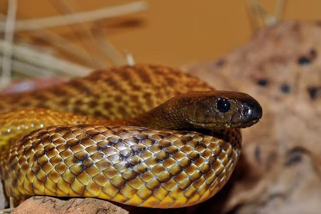 Loai ran doc nhat hanh tinh, co the giet chet 100 nguoi cung luc-Hinh-6