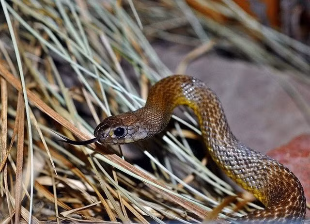 Loai ran doc nhat hanh tinh, co the giet chet 100 nguoi cung luc