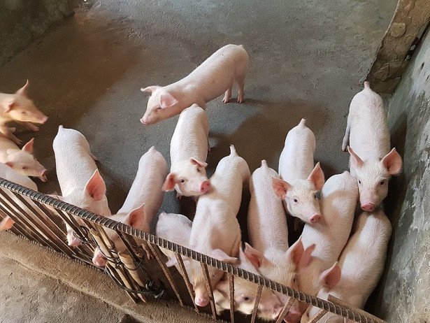 Giá heo hơi hôm nay 20/4: Lo sợ sẽ lên 100.000 đồng/kg Gia heo hoi hom nay 20/4: Lo so se len 100.000 dong/kg