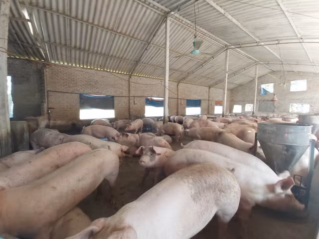 Gia heo hoi hom nay 10/6: Heo Thai lau tran ve, nhieu noi mat moc 90.000 dong/kg