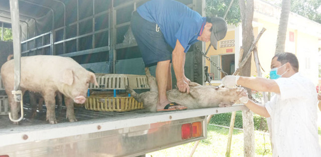 Gia heo hoi hom nay 10/6: Heo Thai lau tran ve, nhieu noi mat moc 90.000 dong/kg-Hinh-2