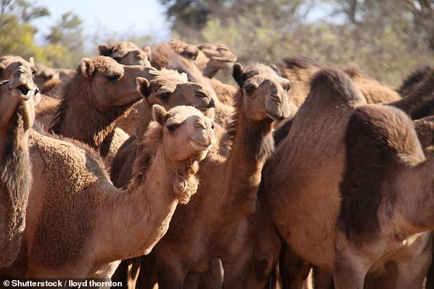 Cháy rừng hoành hành, Australia giết 10.000 lạc đà vì uống nước quá nhiều Chay rung hoanh hanh, Australia giet 10.000 lac da vi uong nuoc qua nhieu