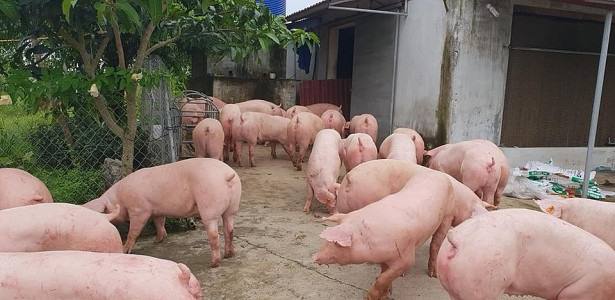 Giá heo hơi ngày 17/9: Miền Bắc có vài nơi giảm mạnh Gia heo hoi ngay 17/9: Mien Bac co vai noi giam manh