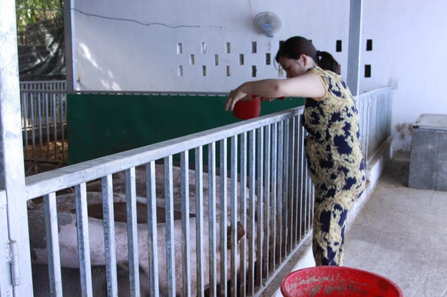 Giá heo hơi hôm nay 11/5: Có thể lên lại đỉnh 100.000 đồng/kg? Gia heo hoi hom nay 11/5: Co the len lai dinh 100.000 dong/kg?