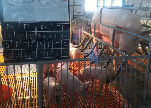 Giá heo hơi hôm nay 11/5: Có thể lên lại đỉnh 100.000 đồng/kg? - Hình 2 Gia heo hoi hom nay 11/5: Co the len lai dinh 100.000 dong/kg?-Hinh-2