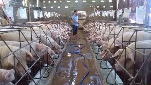 Gia heo hoi hom nay 30/3: Dua ve muc 70.000 dong/kg tu 1/4