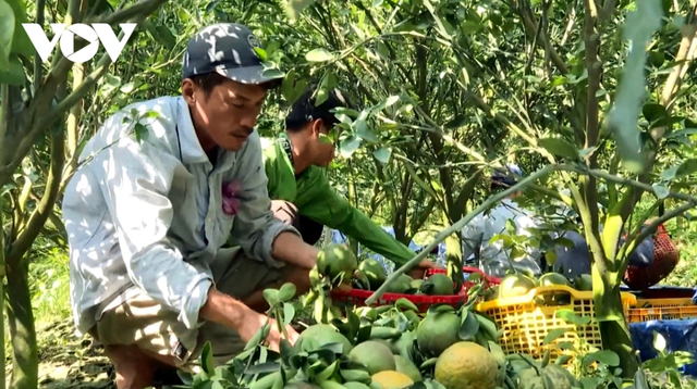 Tra Vinh: Gia cam sanh tang nhe, lo cung vuot cau tro lai