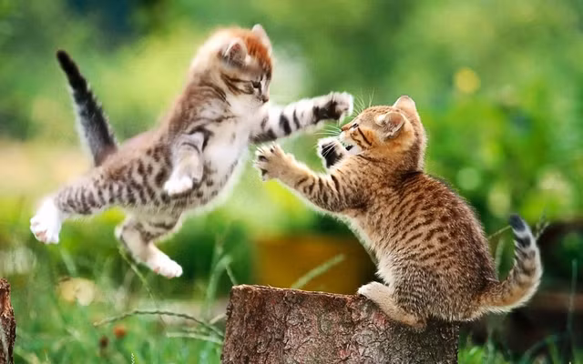 Nam 2020 tuoi At Mao can can trong trong moi hanh dong, nhat la kien tung-Hinh-5