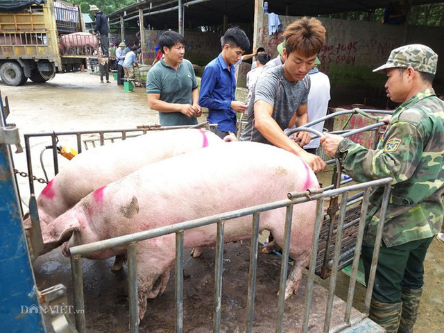 Gia heo hoi hom nay 29/6: Dich ta lon chau Phi lan rong, gia heo hoi tang vuot 90.000 dong/kg