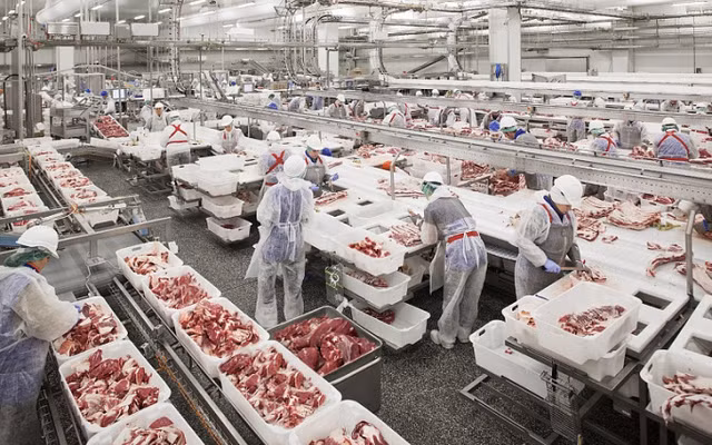 Gia heo hoi hom nay 23/3: Hang nghin tan thit lon nhap ban o dau?