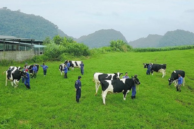 Đằng sau thương vụ Vinamilk thâu tóm GTNFoods Dang sau thuong vu Vinamilk thau tom GTNFoods