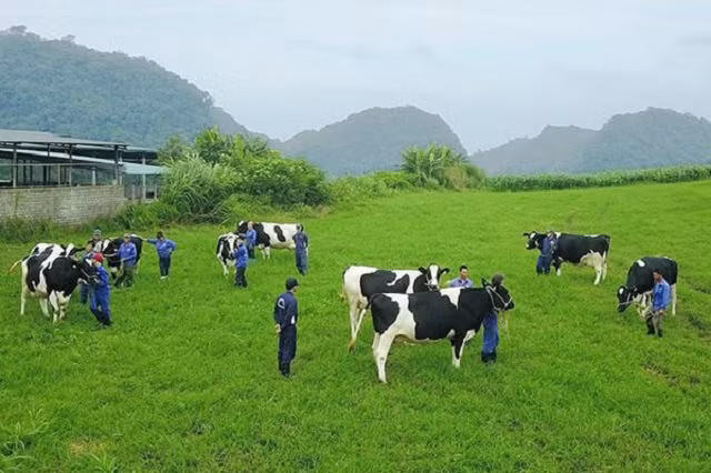 Dang sau thuong vu Vinamilk thau tom GTNFoods