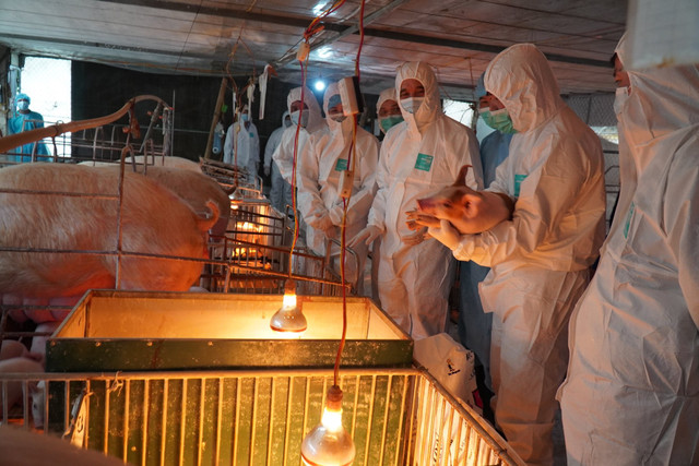 Giá heo hơi hôm nay 16/3: Nhảy múa như chứng khoán, bán đau tim Gia heo hoi hom nay 16/3: Nhay mua nhu chung khoan, ban dau tim