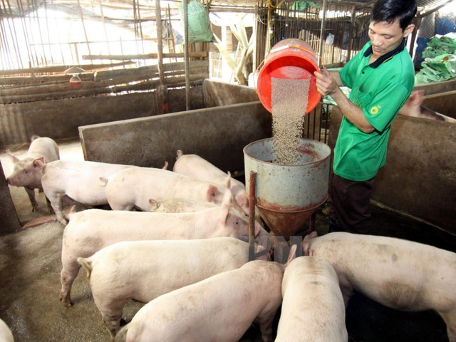 Giá heo hơi hôm nay 24/9: Miền Nam khởi sắc, khoảng cách Bắc Nam dần được thu hẹp Gia heo hoi hom nay 24/9: Mien Nam khoi sac, khoang cach Bac Nam dan duoc thu hep