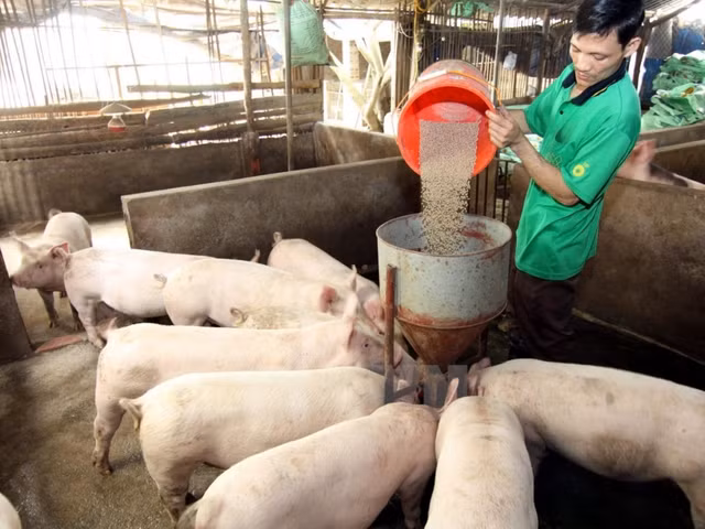 Gia heo hoi hom nay 24/9: Mien Nam khoi sac, khoang cach Bac Nam dan duoc thu hep