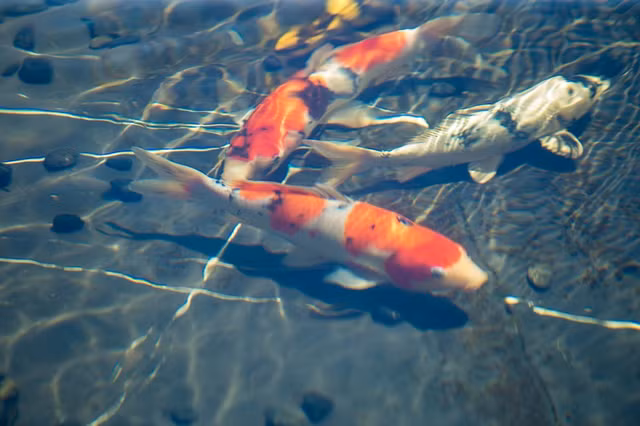 Dai gia Ha thanh chi 10 ty so huu dan ca Koi quy tu toan sieu pham', co con 120 trieu-Hinh-4