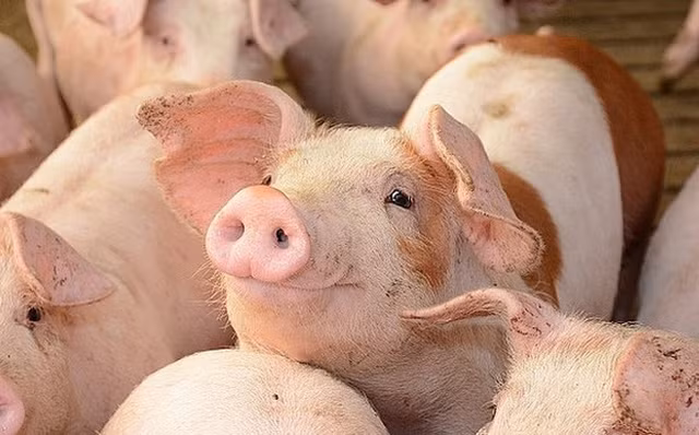 Gia heo hoi hom nay 9/7: Gia heo giong tiep tuc tang