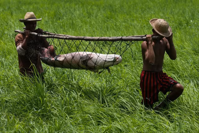 Can canh di san thuy quai tren song Amazon-Hinh-12