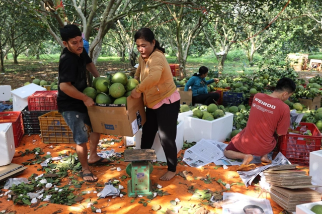 Bà Rịa – Vũng Tàu: Mùa bưởi Tết bội thu nông dân lãi tiền tỉ - Hình 3 Ba Ria – Vung Tau: Mua buoi Tet boi thu nong dan lai tien ti-Hinh-3