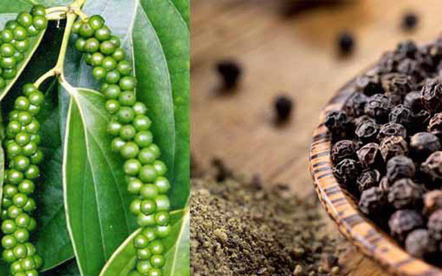 Năm khó khăn của ngành hồ tiêu Nam kho khan cua nganh ho tieu