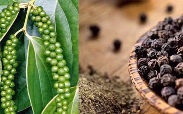 Nam kho khan cua nganh ho tieu