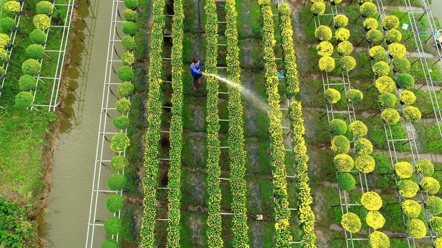 Sac Xuan ruc ro bao trum nhung lang hoa-Hinh-6