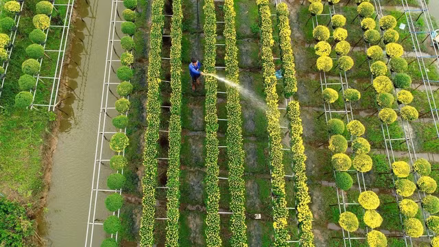 Sac Xuan ruc ro bao trum nhung lang hoa-Hinh-6