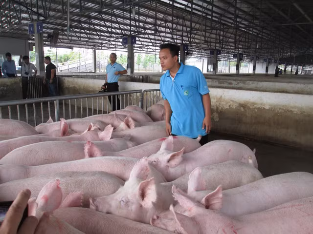 Gia heo hoi hom nay: Tiep tuc tang them 2.000 dong/kg