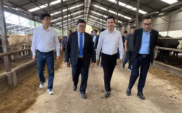 Thực hư việc shark Tam cùng nhóm đầu tư 'rót' 2.000 tỷ vào hệ thống 5 trang trại bò Thuc hu viec shark Tam cung nhom dau tu 'rot' 2.000 ty vao he thong 5 trang trai bo