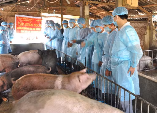 Giá heo hơi hôm nay 6/10: Không ngừng giảm từ 1.000-3.000 đòng/kg Gia heo hoi hom nay 6/10: Khong ngung giam tu 1.000-3.000 dong/kg