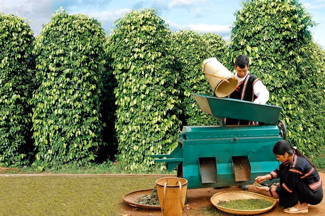 Giá tiêu hôm nay 19/12 tiếp tục giảm mạnh Gia tieu hom nay 19/12 tiep tuc giam manh