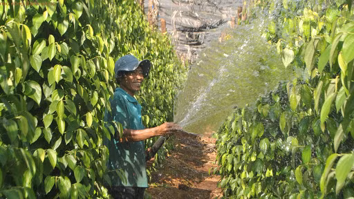 Giá cà phê hôm nay 13/1: Tiếp tục giảm, chưa có dấu hiệu khởi sắc Gia ca phe hom nay 13/1: Tiep tuc giam, chua co dau hieu khoi sac