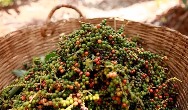 Giá tiêu hôm nay (4/5): Giá tiêu hôm nay ở BR-VT mức 69.000 đồng/kg Gia tieu hom nay (4/5): Gia tieu hom nay o BR-VT muc 69.000 dong/kg