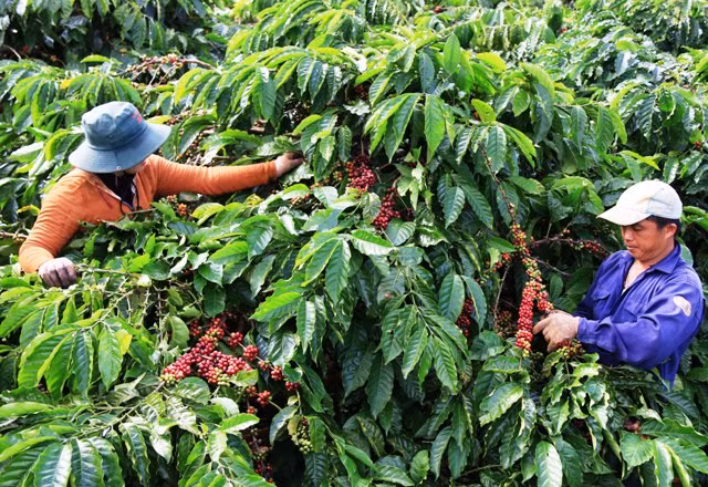 Giá cà phê tăng trở lại, giá tiêu quay đầu giảm phiên cuối tuần Gia ca phe tang tro lai, gia tieu quay dau giam phien cuoi tuan