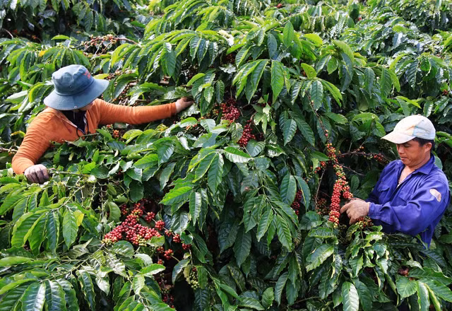 Cà phê hôm nay tiếp tục tăng giá Ca phe hom nay tiep tuc tang gia