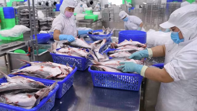 Vinh Hoan: Xuat khau sang Trung Quoc giam 54% trong thang 2